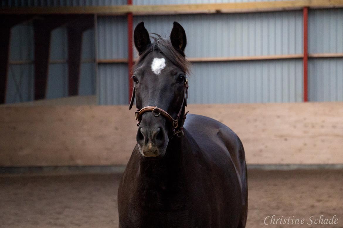 Pura Raza Española TU Bronca billede 16
