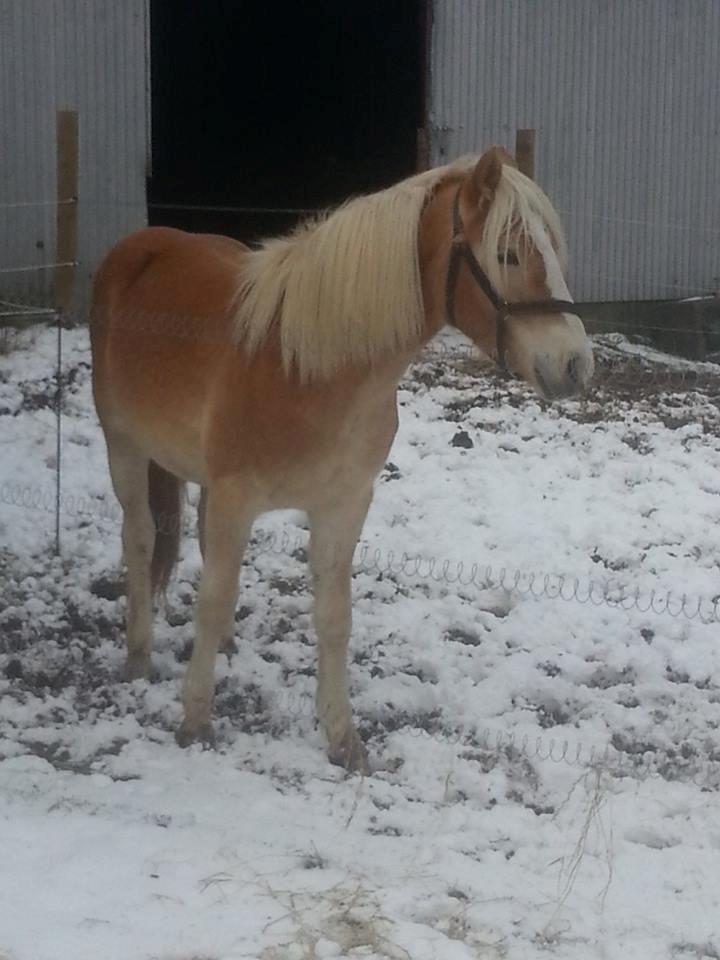 Haflinger Hellia billede 5
