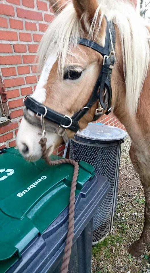 Haflinger Hellia billede 3