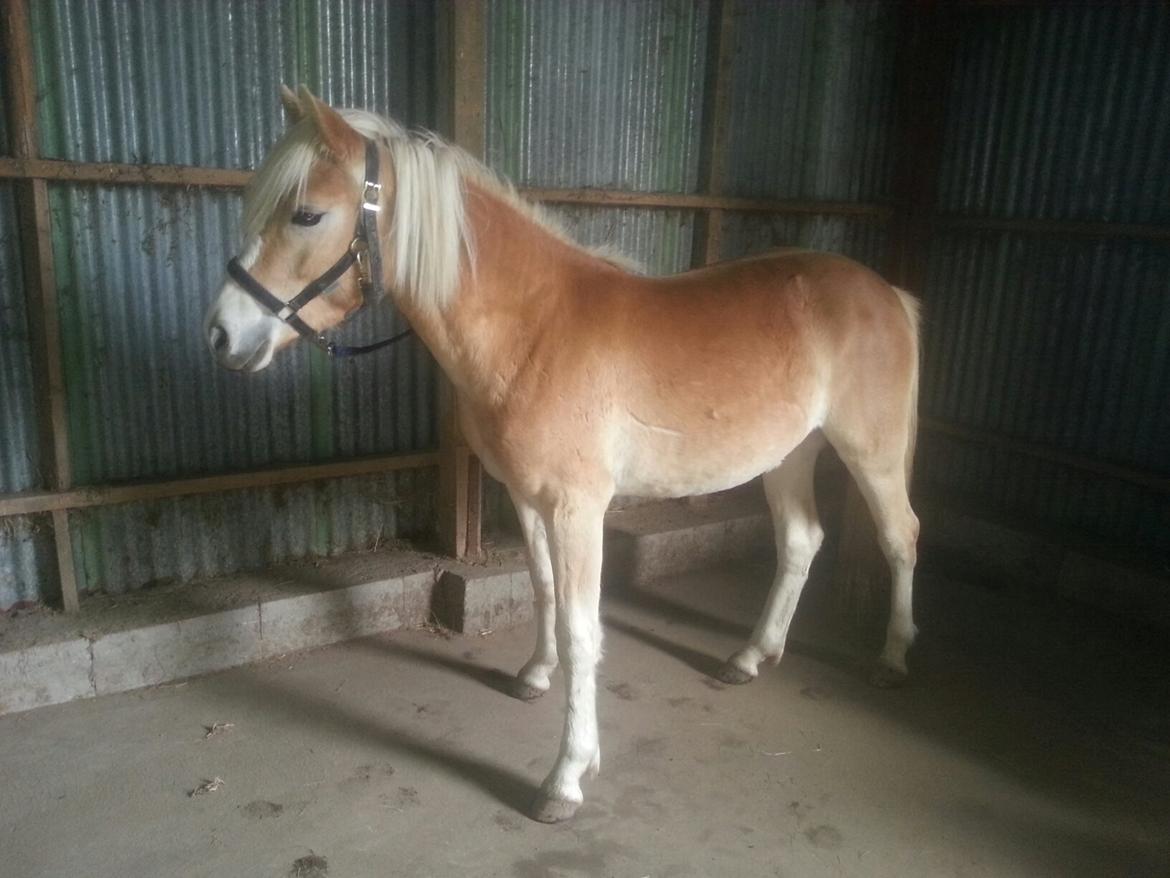 Haflinger Hellia billede 4