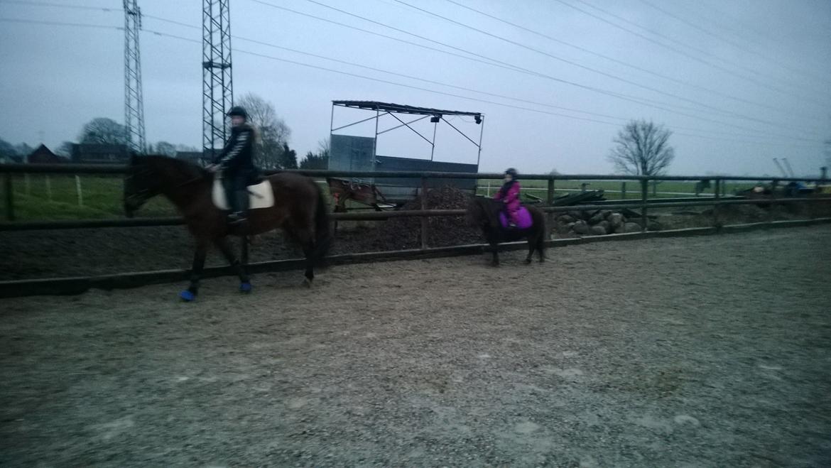 Anden særlig race Lille My billede 5