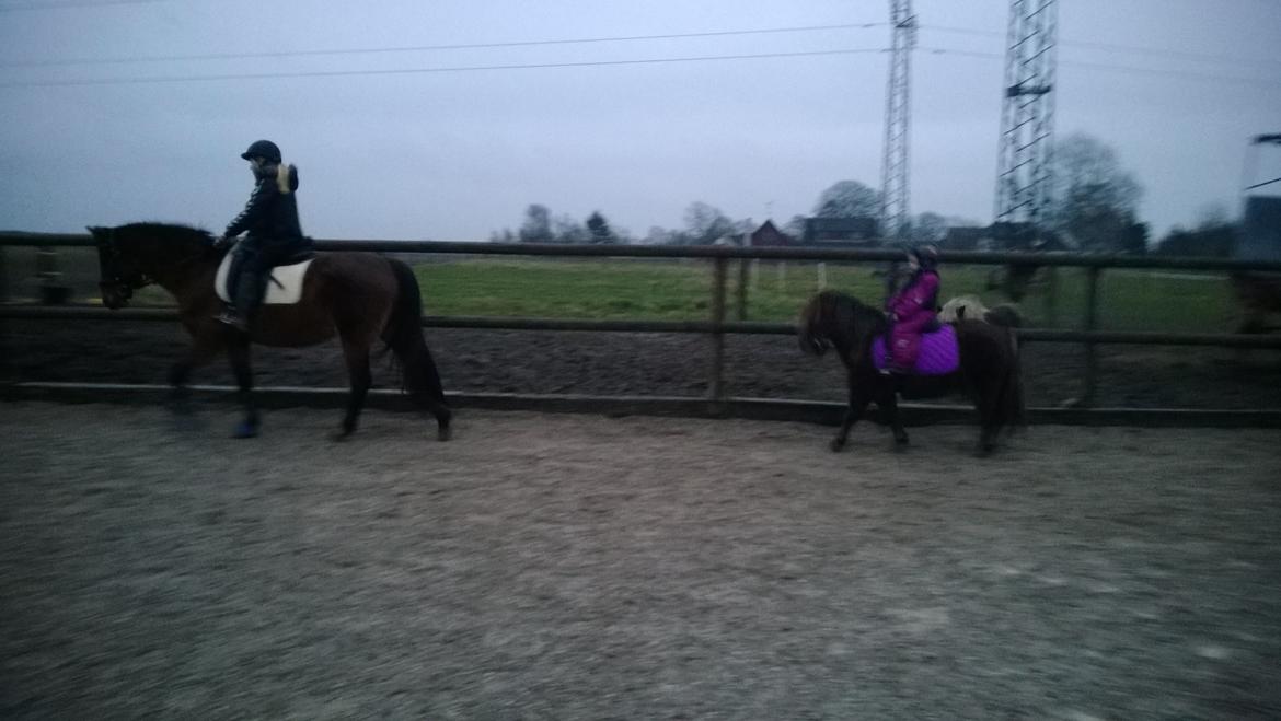 Anden særlig race Lille My billede 6