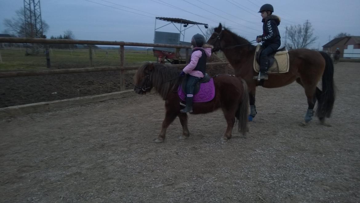 Anden særlig race Lille My billede 9