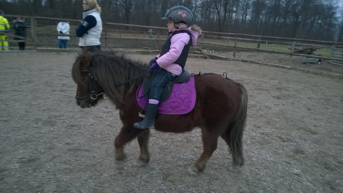 Anden særlig race Lille My billede 10