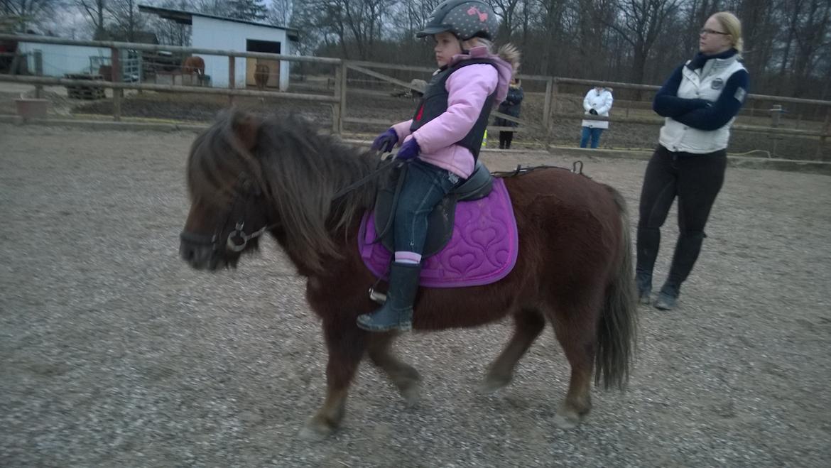 Anden særlig race Lille My billede 11