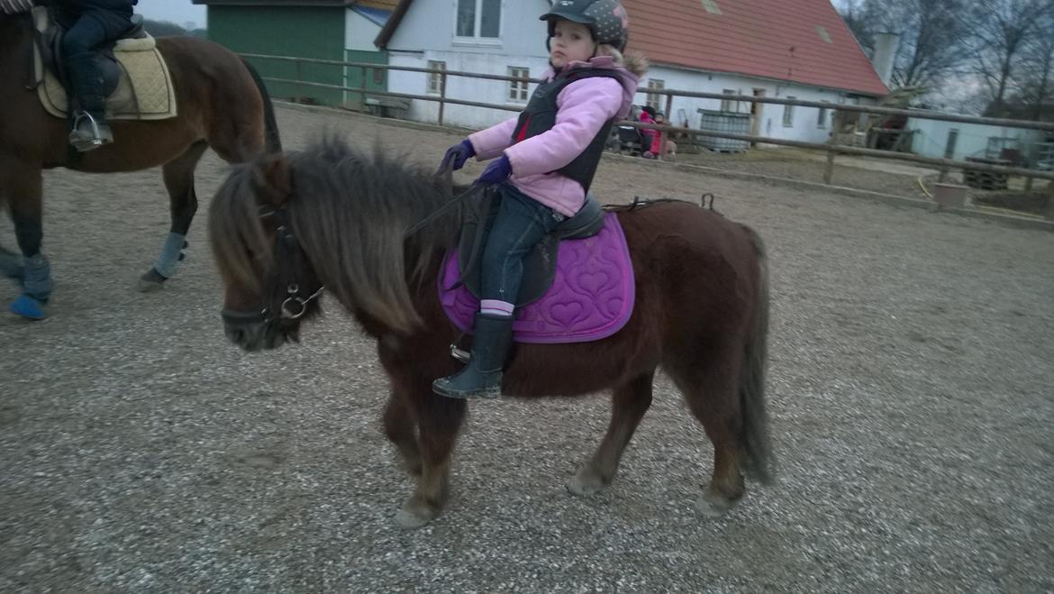 Anden særlig race Lille My billede 12