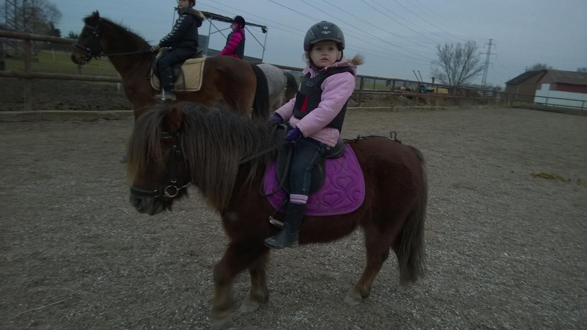 Anden særlig race Lille My billede 13