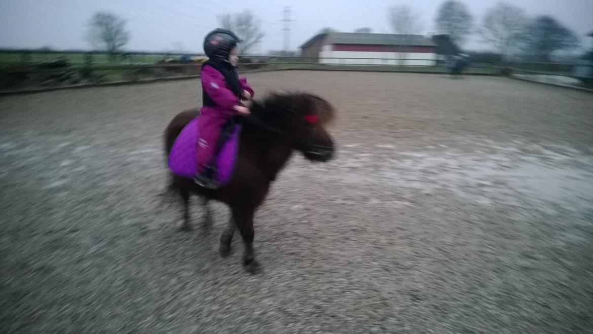 Anden særlig race Lille My billede 4