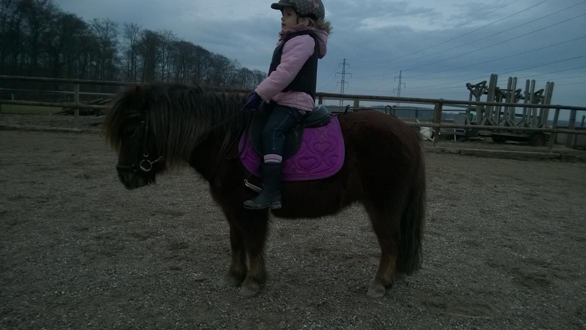 Anden særlig race Lille My billede 15