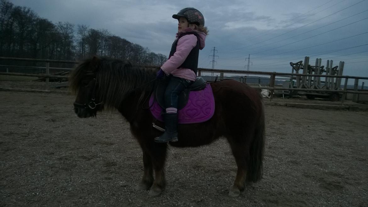 Anden særlig race Lille My billede 16