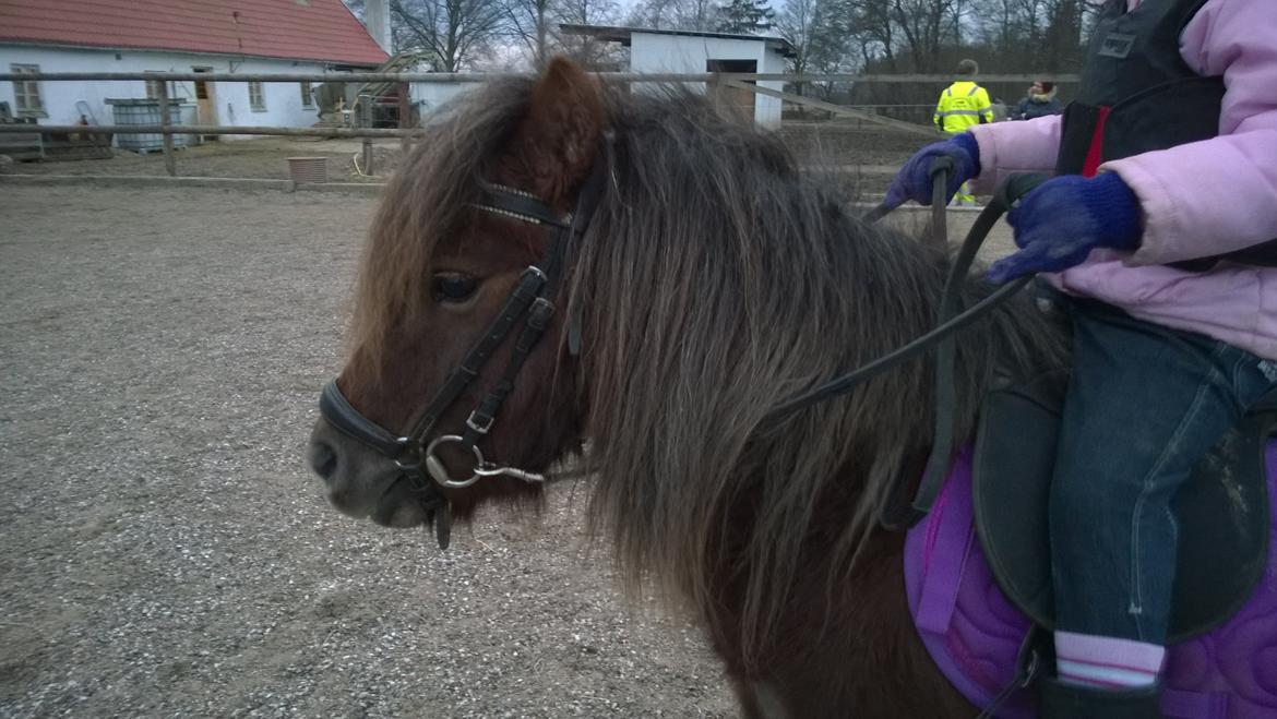 Anden særlig race Lille My billede 17