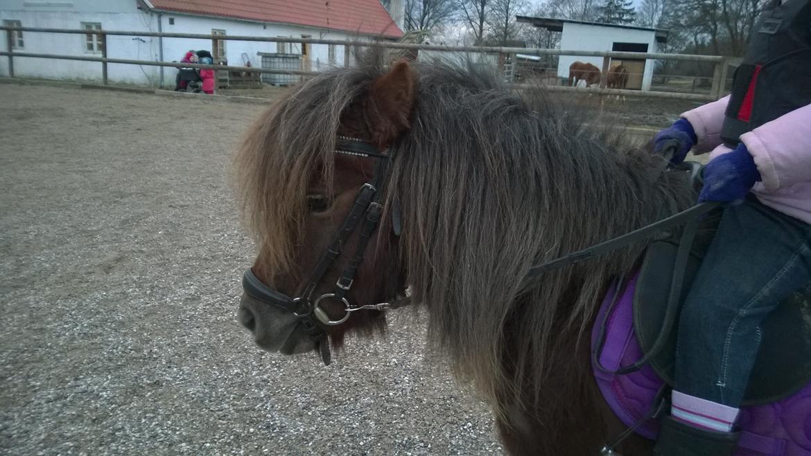 Anden særlig race Lille My billede 18