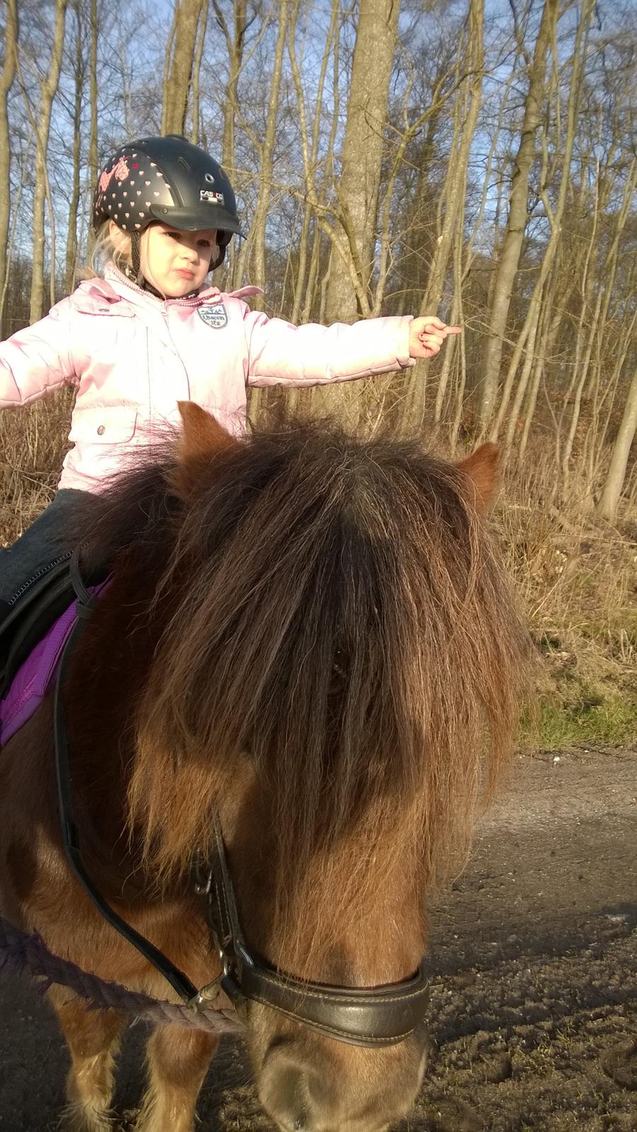 Anden særlig race Lille My billede 20