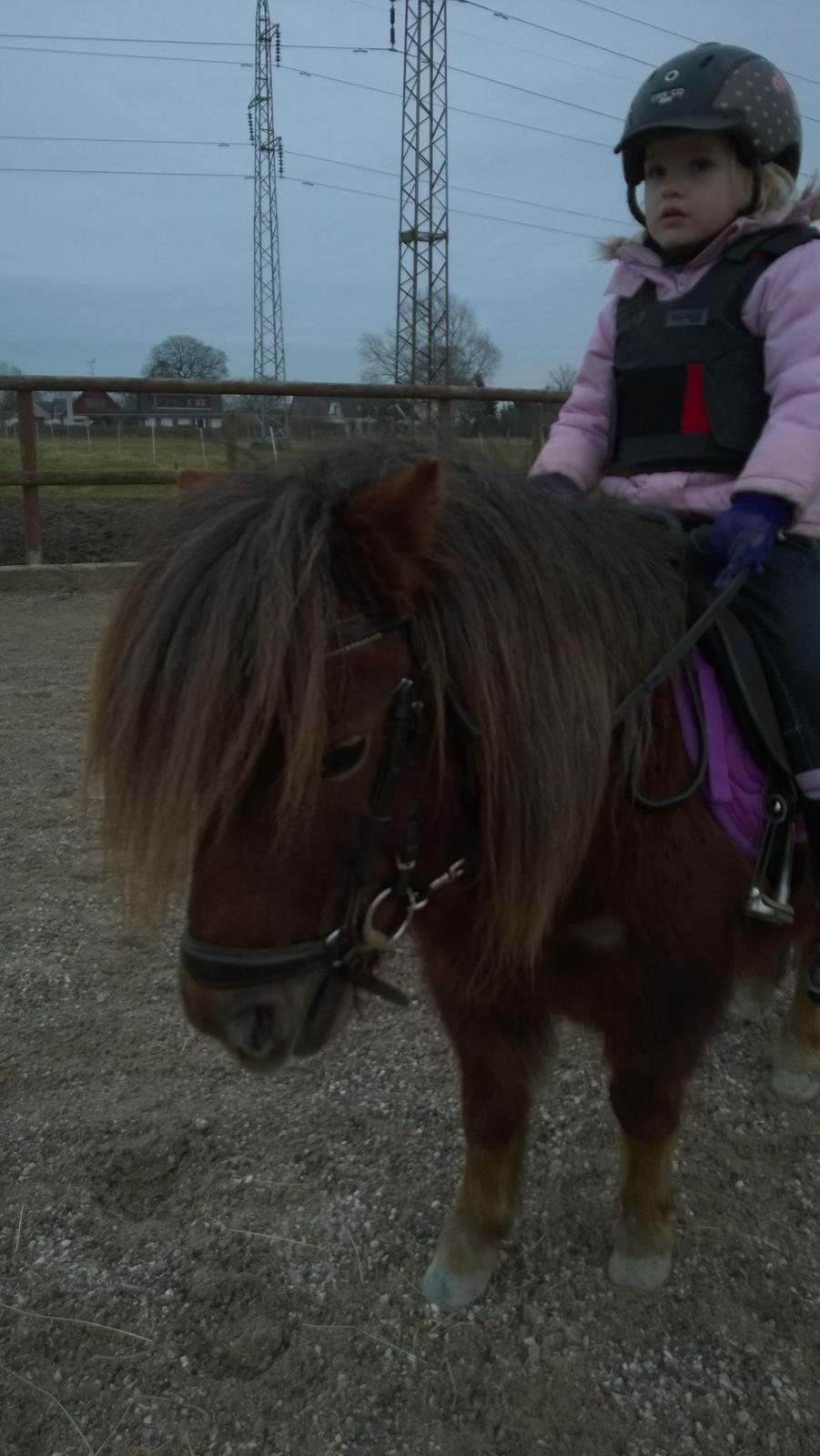 Anden særlig race Lille My billede 14