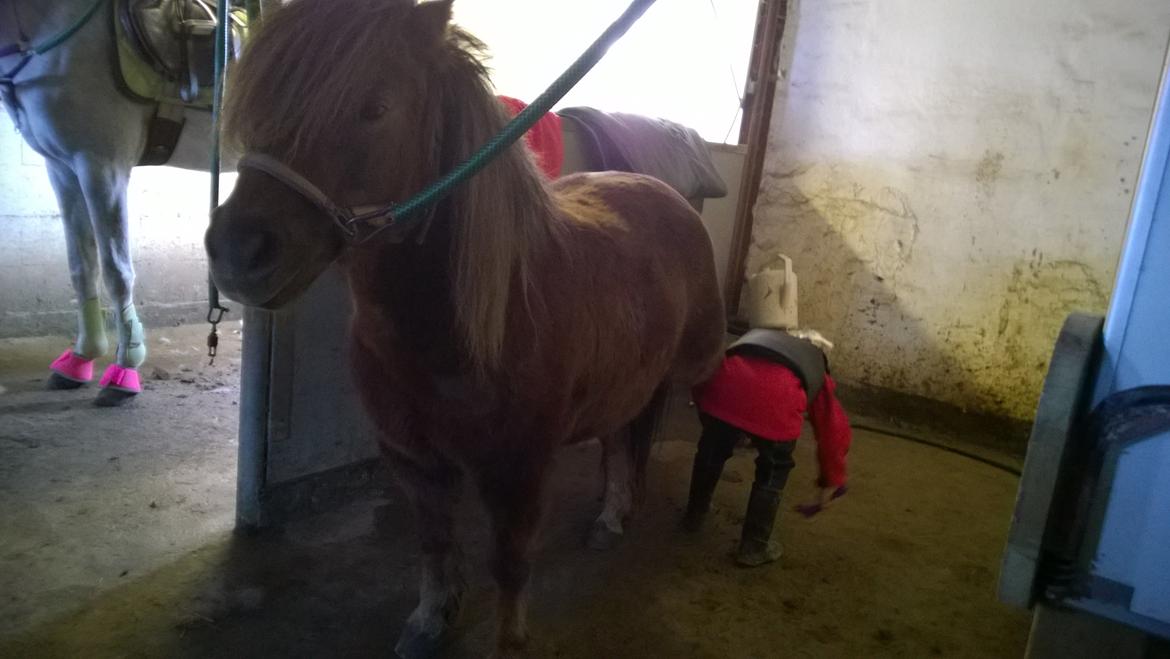 Anden særlig race Lille My billede 28