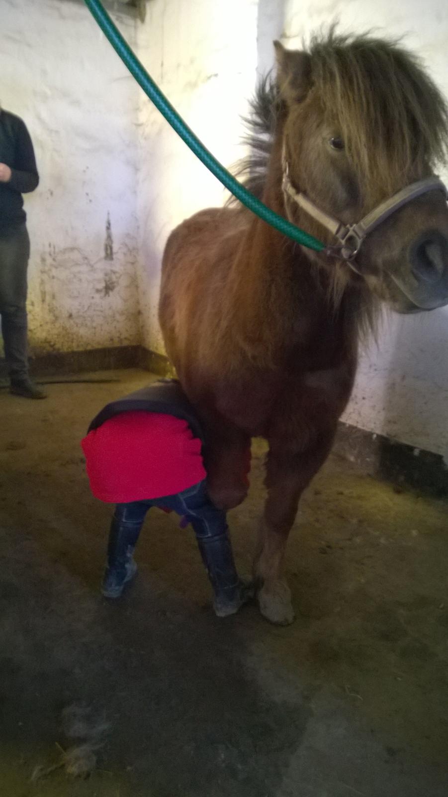 Anden særlig race Lille My billede 29