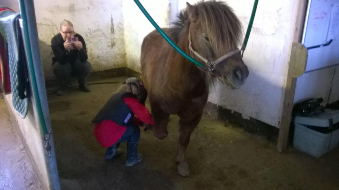 Anden særlig race Lille My billede 30