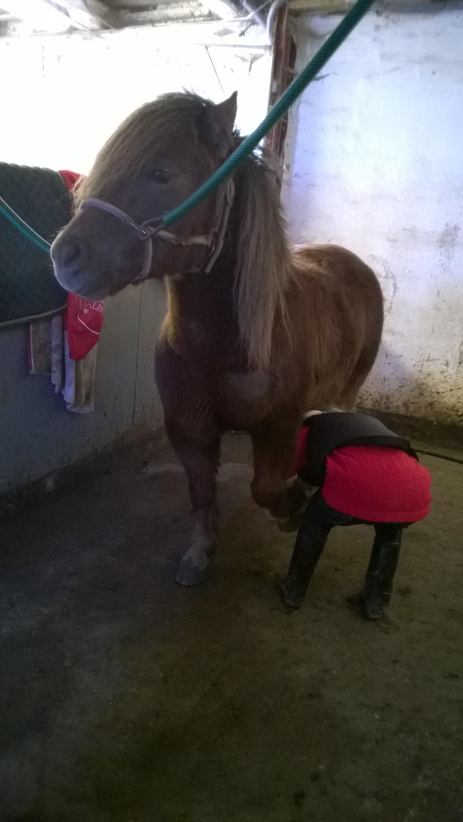 Anden særlig race Lille My billede 27