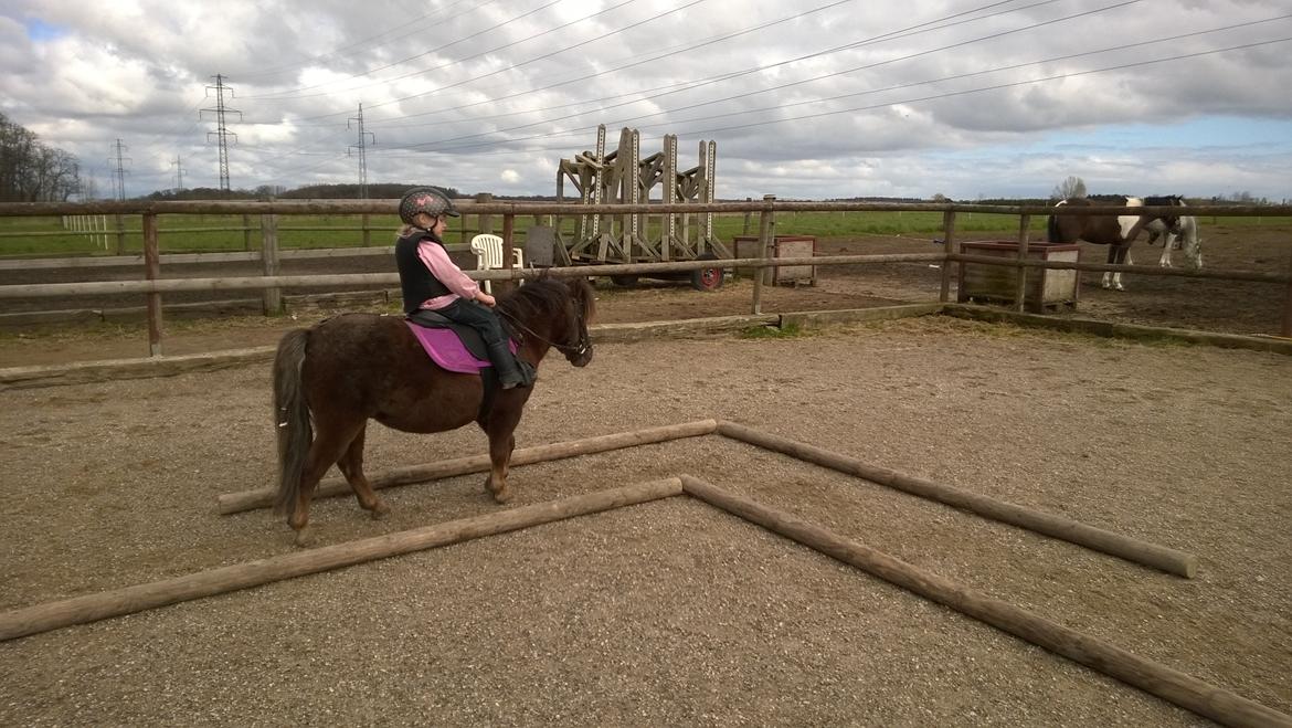 Anden særlig race Lille My billede 42