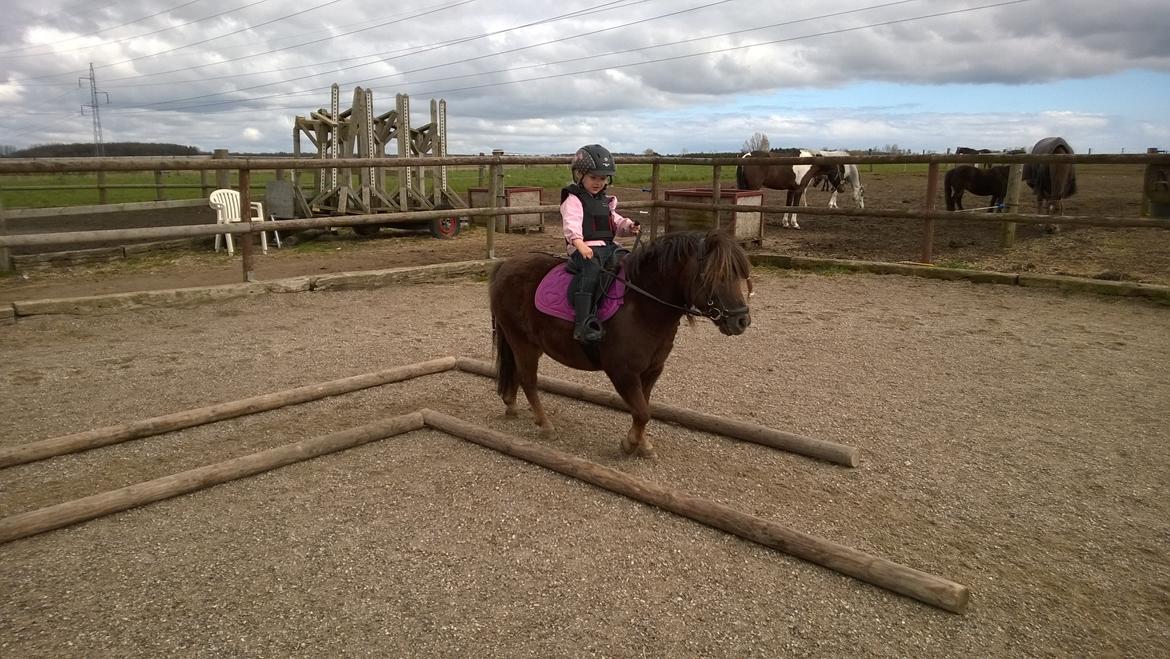 Anden særlig race Lille My billede 43