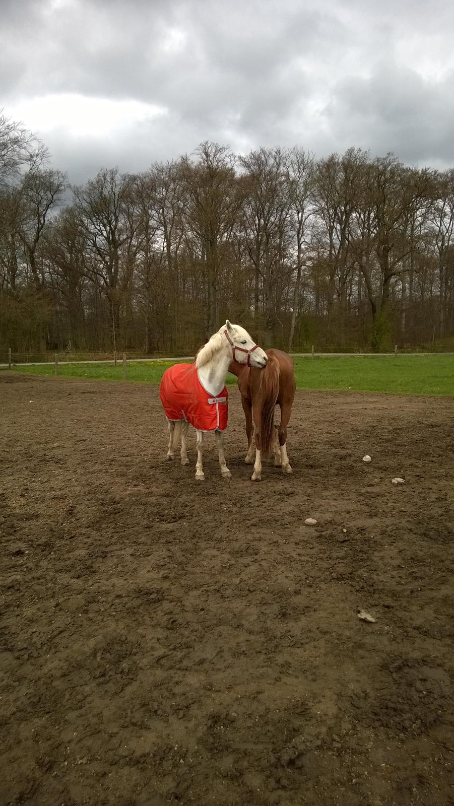 Anden særlig race Lille My billede 44