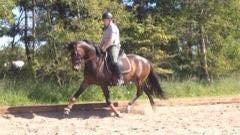 Trakehner Tender princess billede 19