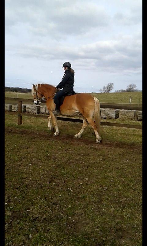 Haflinger Albert - Lidt dressur kan man altid få brug for <3 billede 17