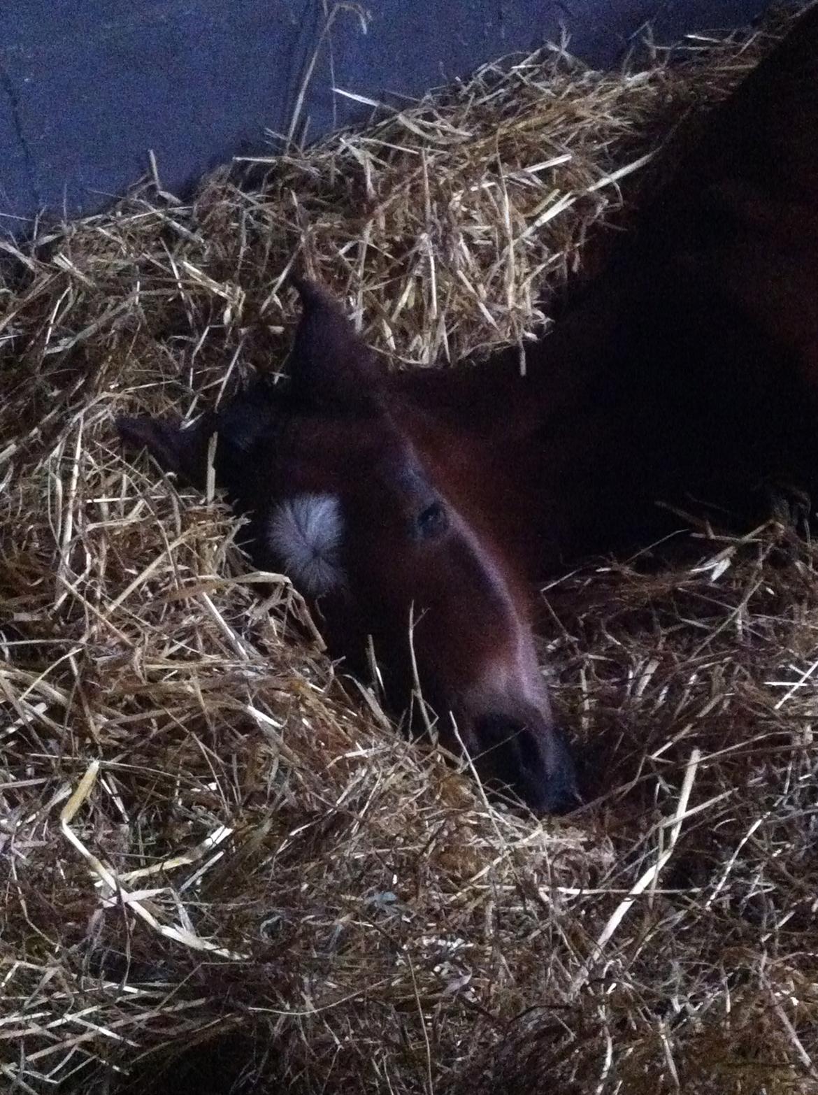 Dansk Varmblod Samsara S billede 1