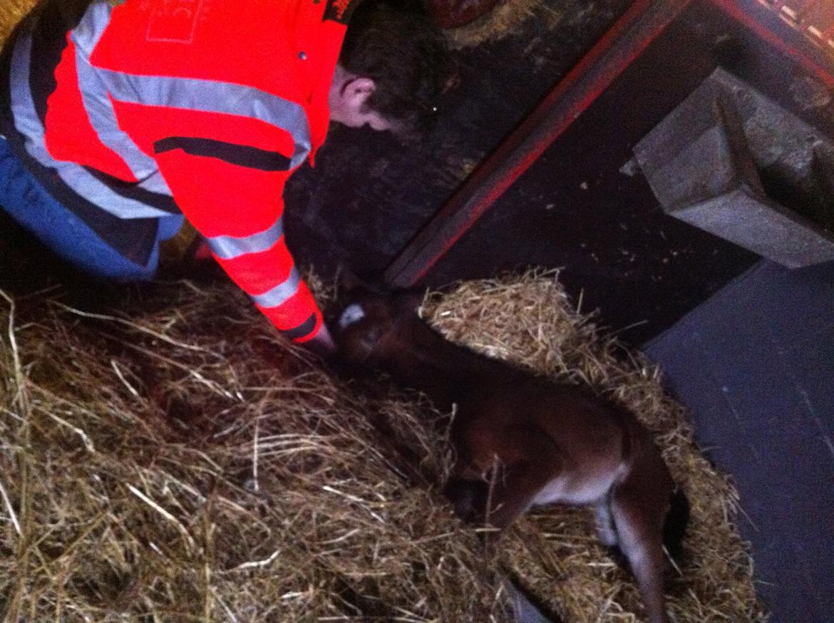 Dansk Varmblod Samsara S billede 2