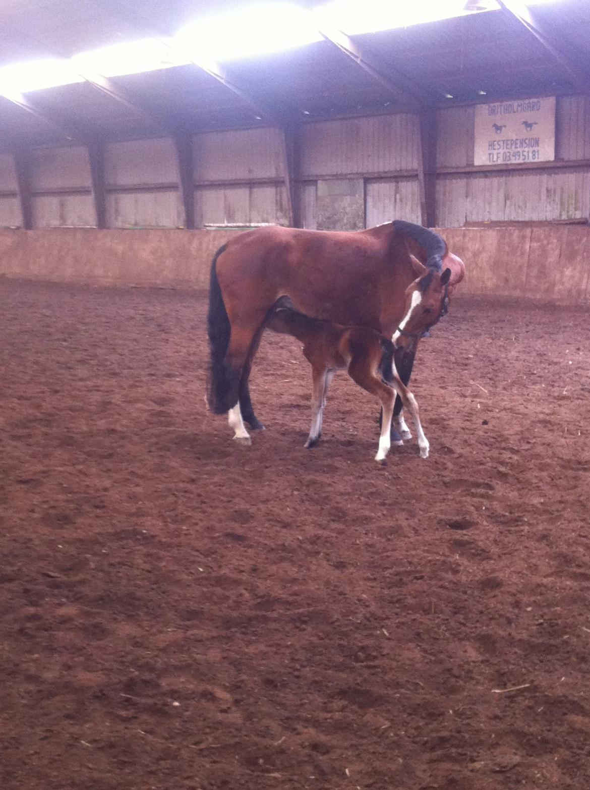 Dansk Varmblod Samsara S billede 3