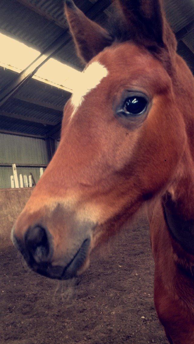 Dansk Varmblod Samsara S billede 5