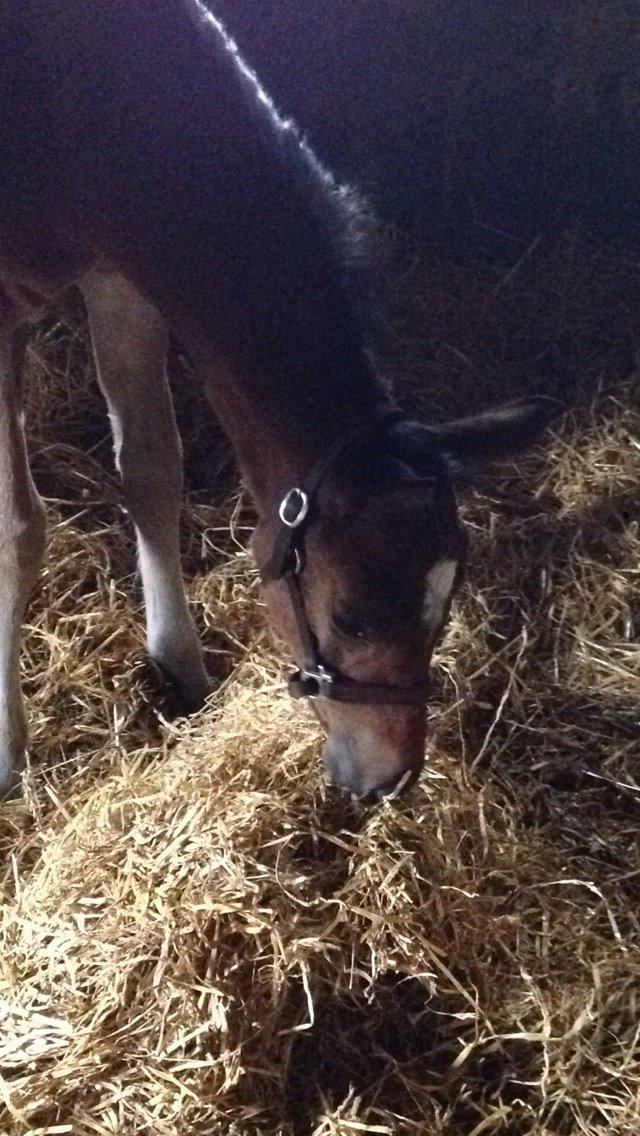 Dansk Varmblod Samsara S billede 6