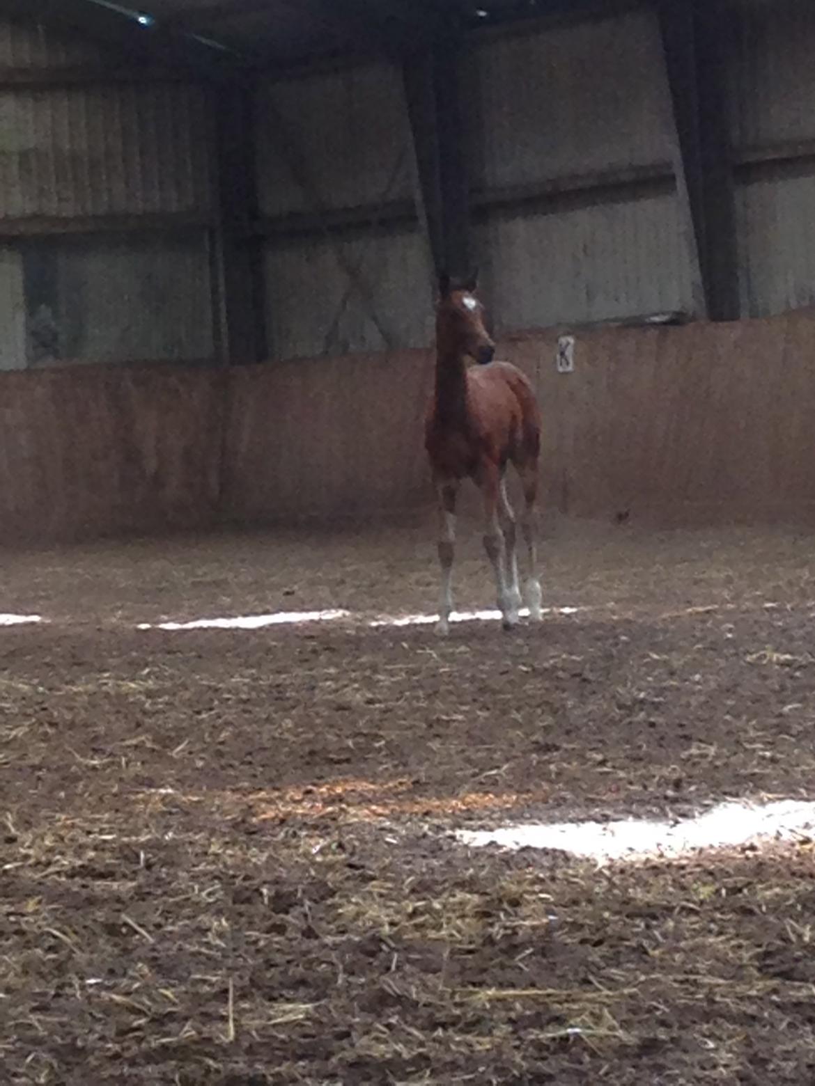 Dansk Varmblod Samsara S billede 7