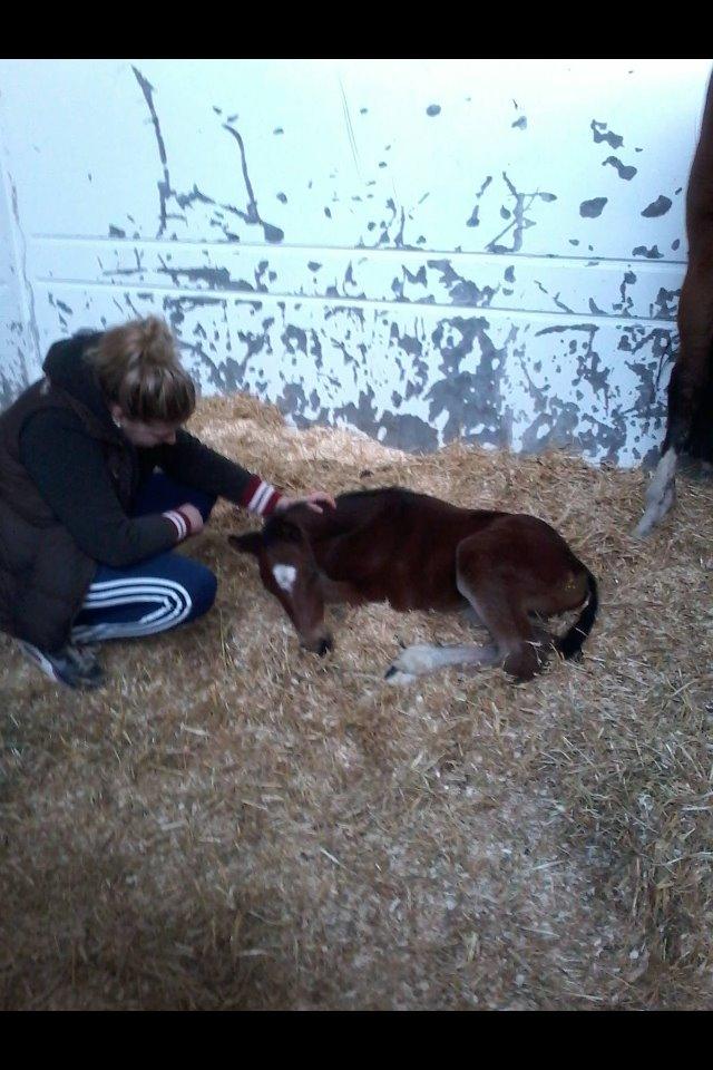 Dansk Varmblod Samsara S billede 4