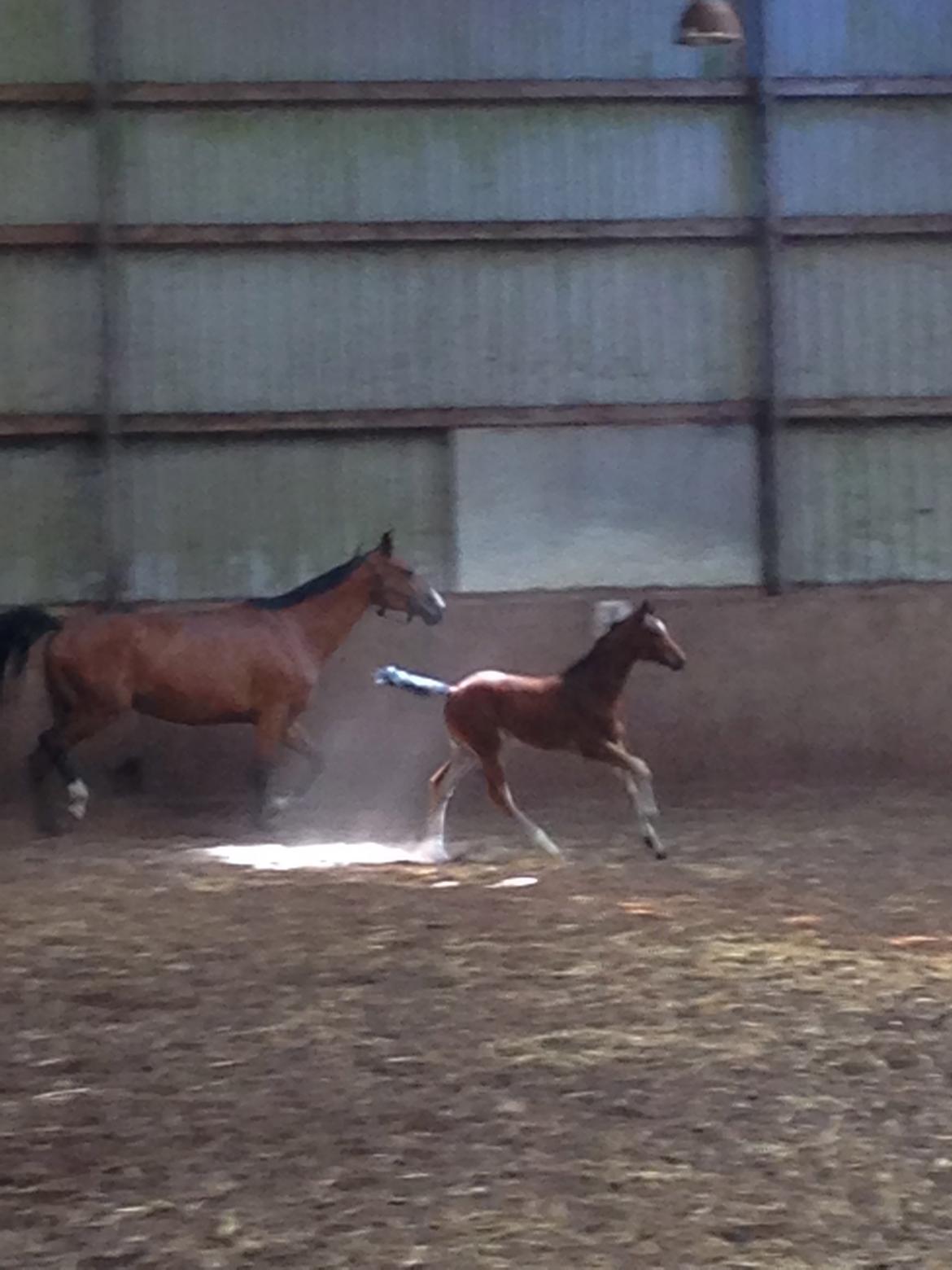 Dansk Varmblod Samsara S billede 8