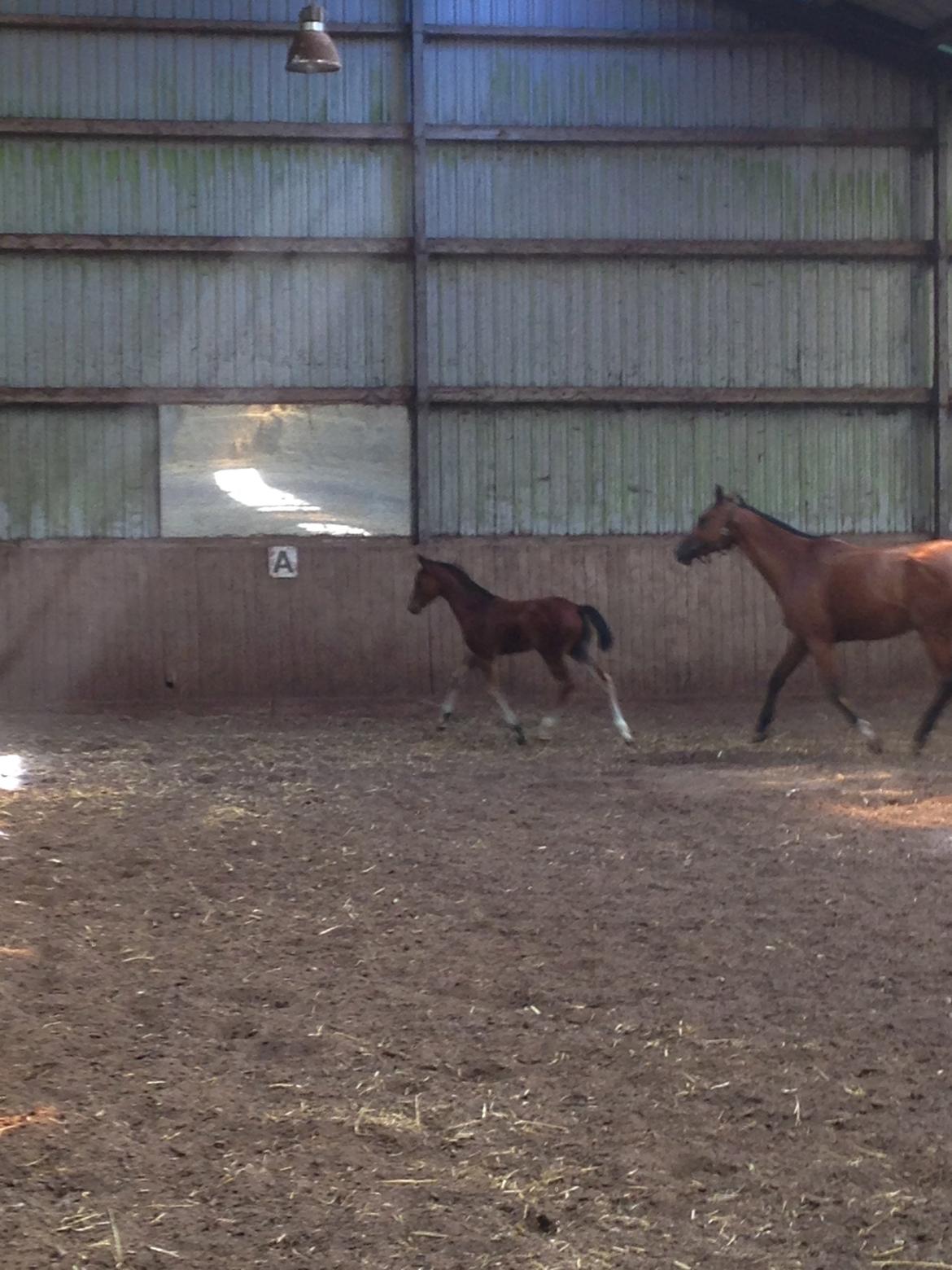 Dansk Varmblod Samsara S billede 9