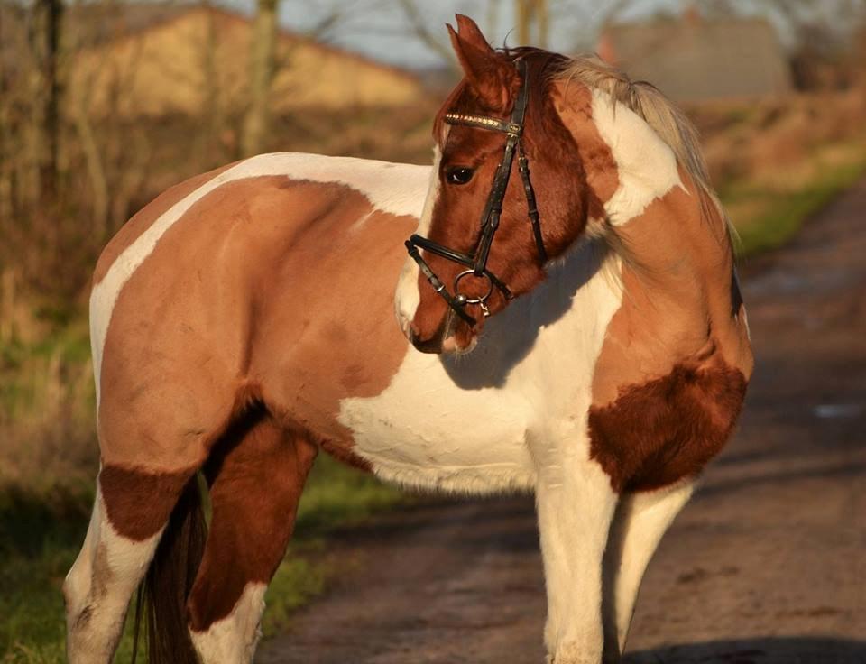 Anden særlig race Hope Silverstar - December 2015 - Hope 3 år billede 10