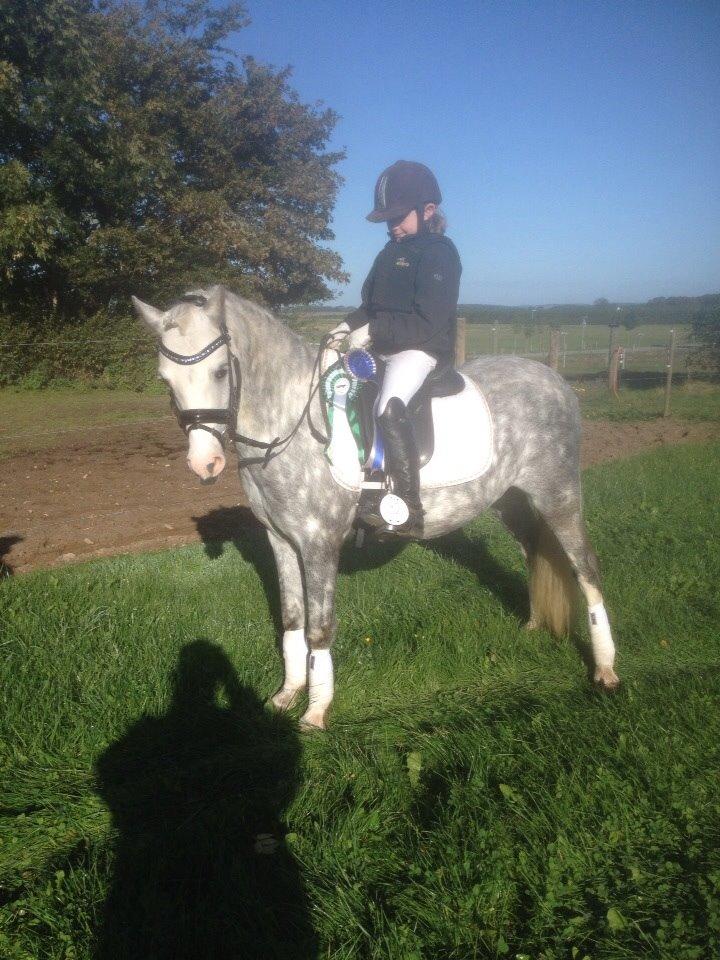 Welsh Pony (sec B) Felix. SOLGT. billede 11