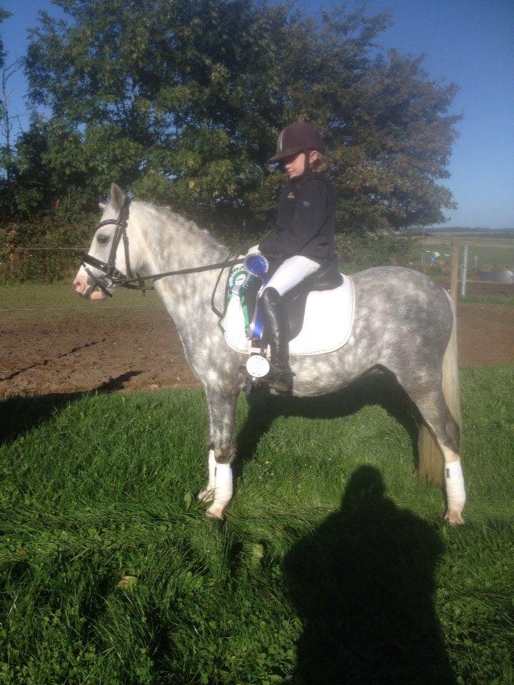 Welsh Pony (sec B) Felix. SOLGT. billede 12