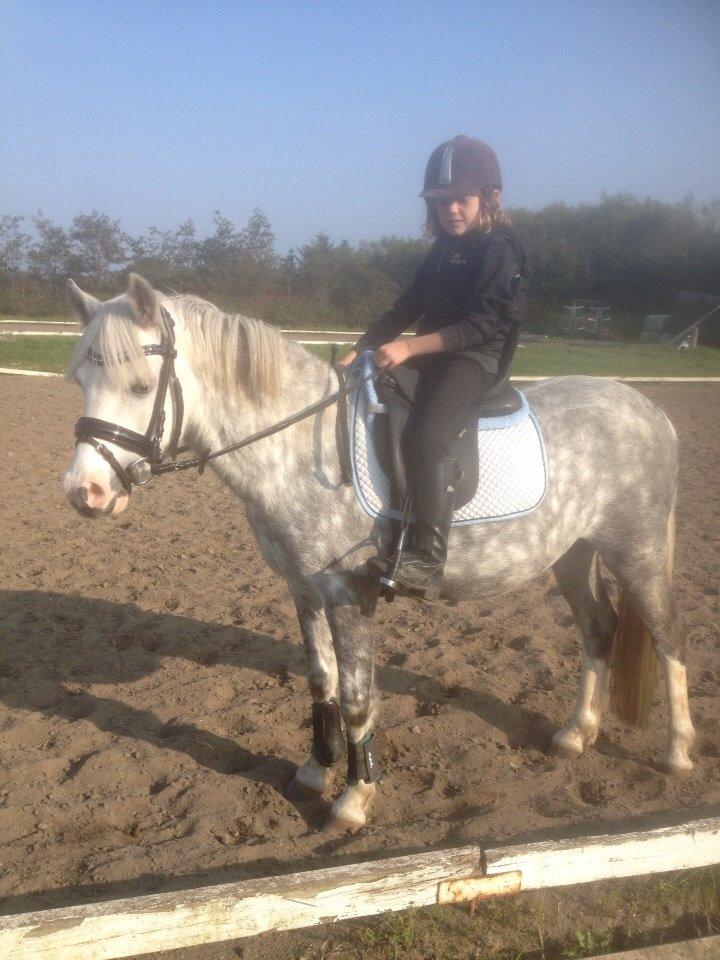 Welsh Pony (sec B) Felix. SOLGT. billede 13