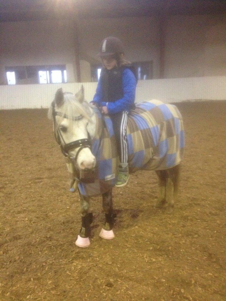 Welsh Pony (sec B) Felix. SOLGT. billede 14