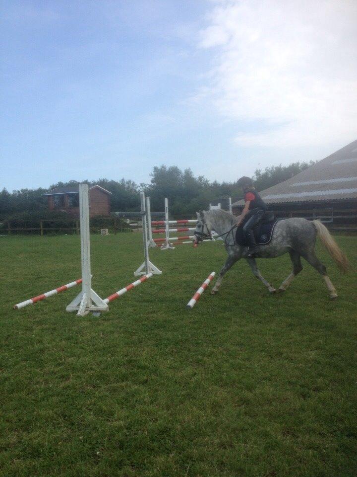 Welsh Pony (sec B) Felix. SOLGT. billede 16