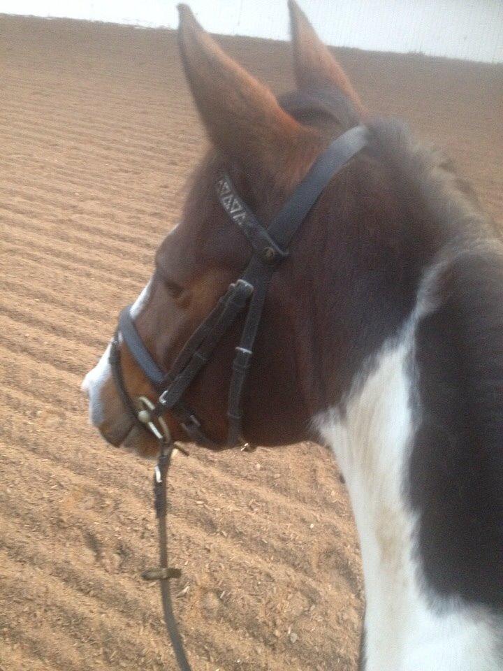 Anden særlig race Refsgaards Mon´Cheri. SOLGT billede 10