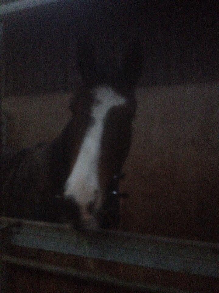 Anden særlig race Refsgaards Mon´Cheri. SOLGT billede 9