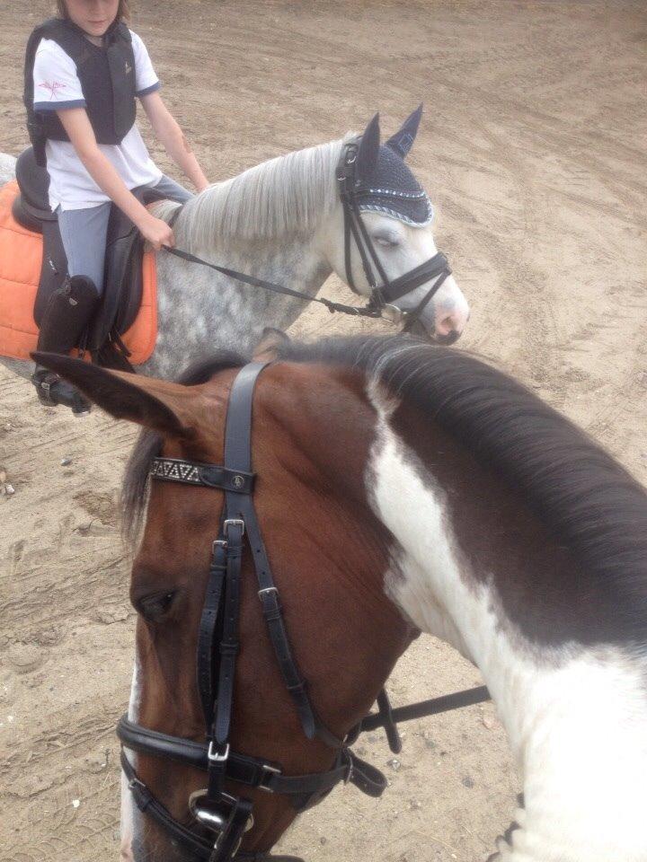 Anden særlig race Refsgaards Mon´Cheri. SOLGT billede 11