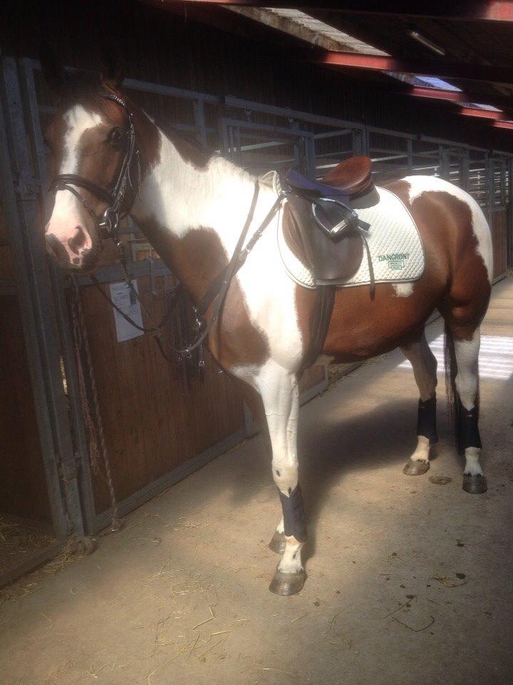 Anden særlig race Refsgaards Mon´Cheri. SOLGT billede 12