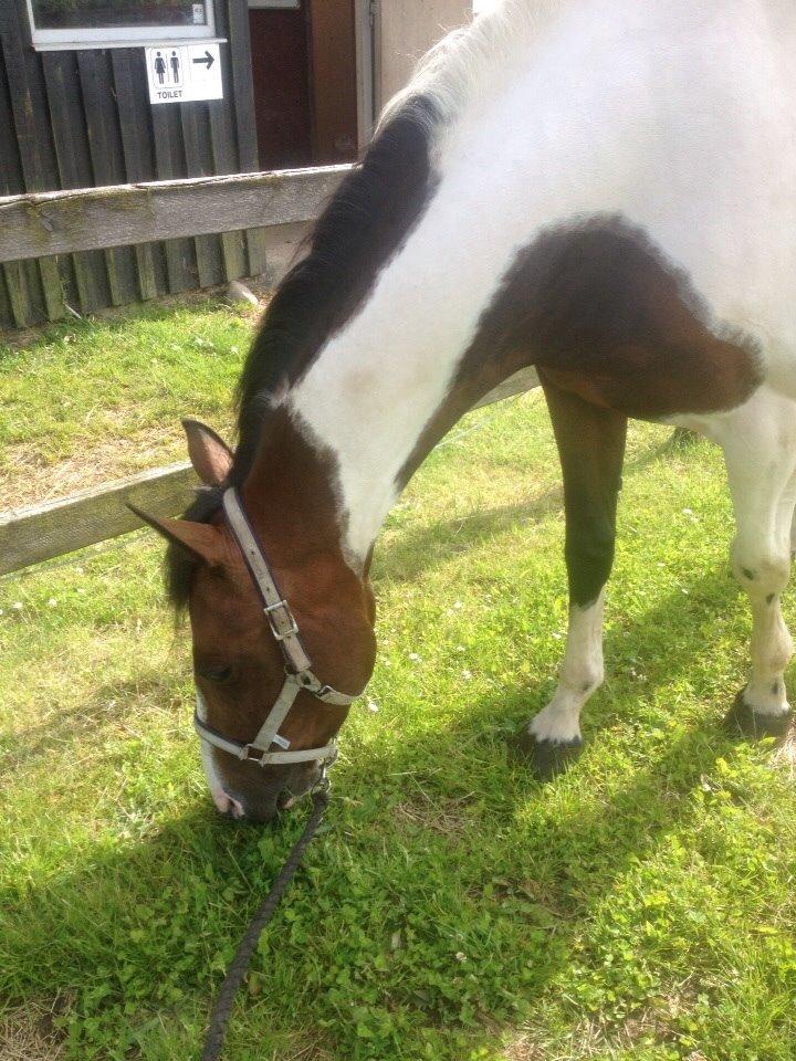 Anden særlig race Refsgaards Mon´Cheri. SOLGT billede 13