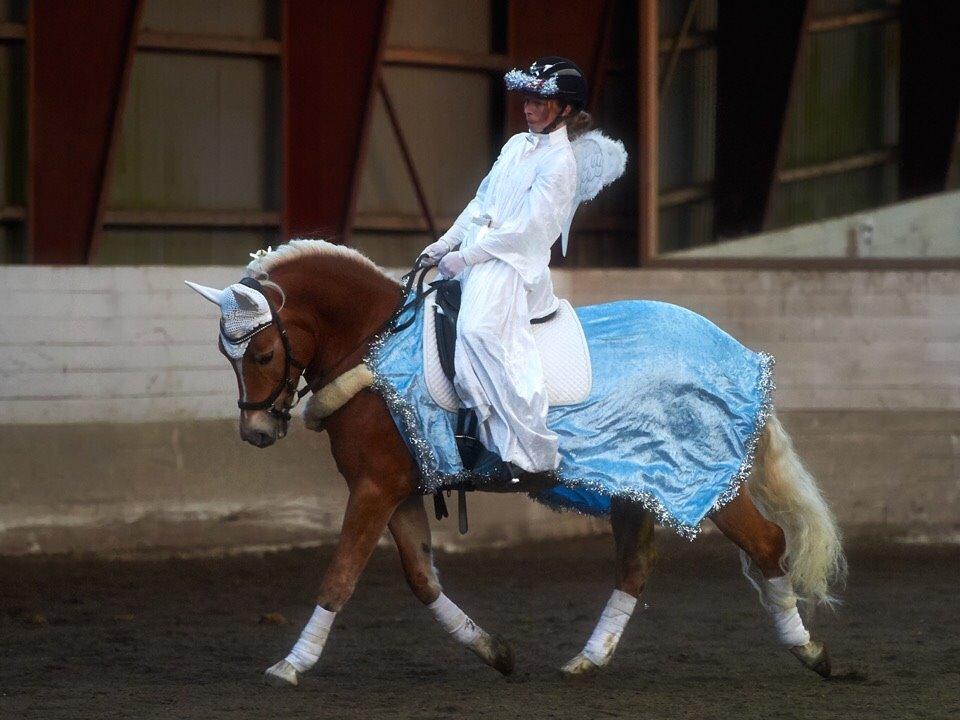 Haflinger Myra billede 29