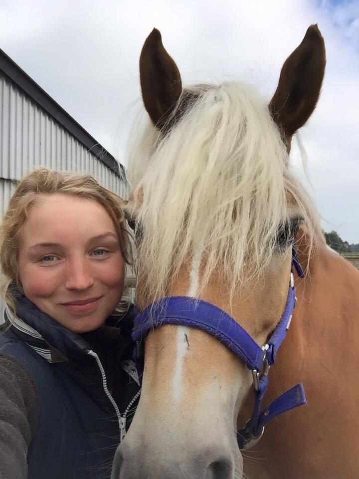 Haflinger Myra billede 31