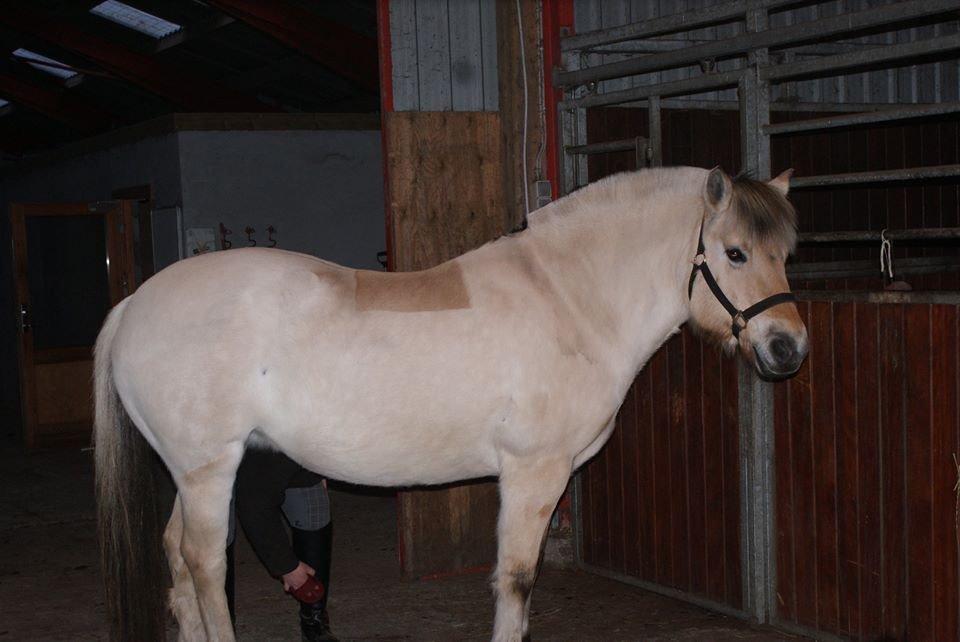 Fjordhest Thilde billede 35